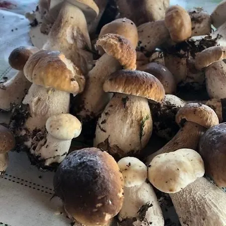 Przystan U Piotra בית נופש רוסינובו