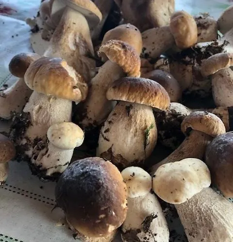 Przystan U Piotra Nyaraló Rusinowo